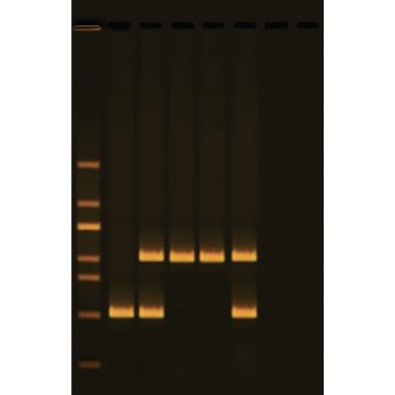 Human DNA Typing Using PCR Kit