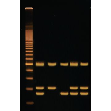 Identification of Genetically Modified Food Kit