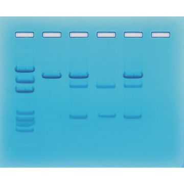 Cancer Gene Detection Kit
