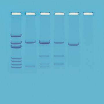 DNA Paternity Testing Simulation Kit