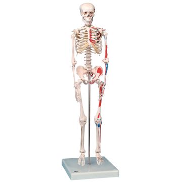 Max &frac12; Size Human Skeleton