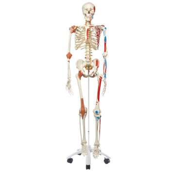 Sam Skeleton Model