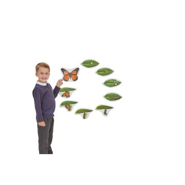 Butterfly Magnetic Life Cycle