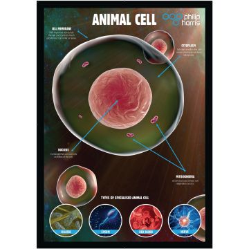 Animal Cells Poster