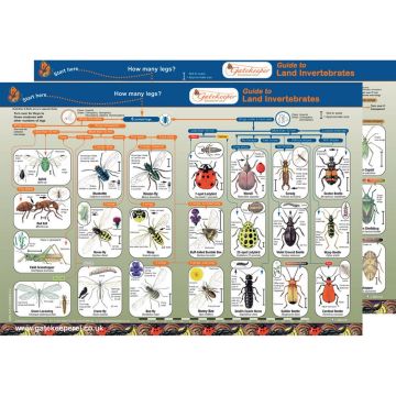Land Invertebrates Identification Guide Pack