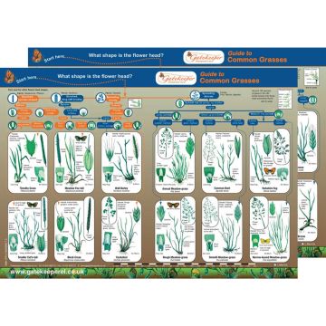 Common Grasses Identification Guide Pack