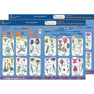 Flowers of Chalk Grassland Guide Pack