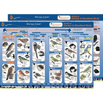 Common Birds Identification Guide Pack