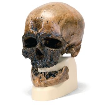Hominid Skulls - Homo Sapiens