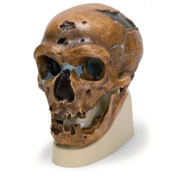 Hominid Skulls - Homo Neanderthalensis