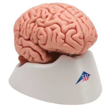 Human Brain - 5 Part