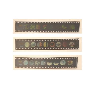 Cells of Plants Slides - Pack of 10