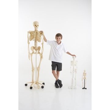 Mini Skeleton