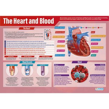 Heart And Blood Poster