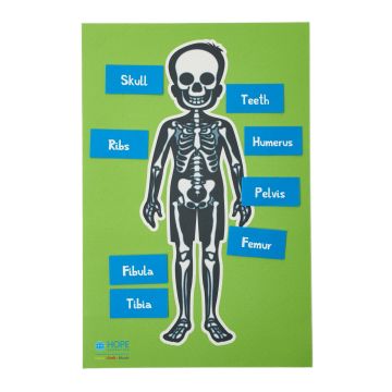 Skeleton Table Top
