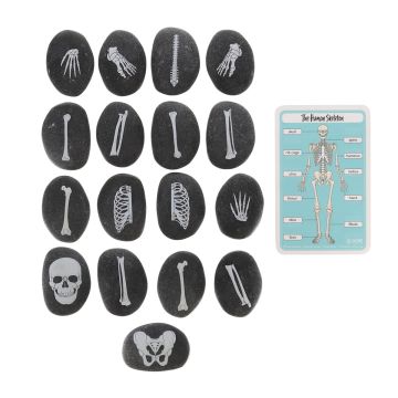 Discovery Stones Human Bones