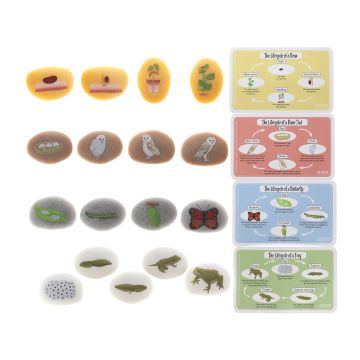 Discovery Stones - Life Cycles