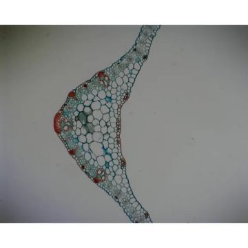 Monocot Plant Slide Set