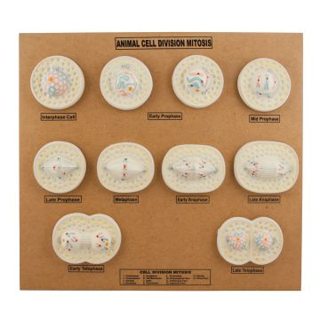 Animal Cell Model: Cel Division- Mitosis