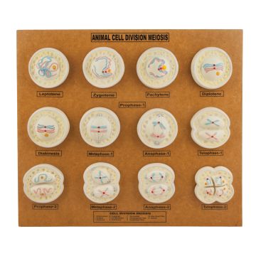 Animal Cell Model: Cel Division- Meiosis