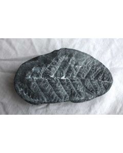 Fern Fossil Cast