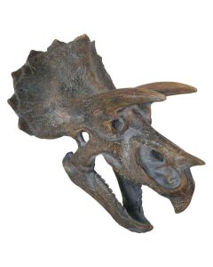 Replica Triceratops Skull