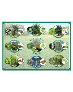 Identification Poster - British Trees