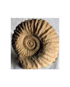 X-Large Reproduction Ammonite