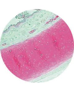 Prepared Microscope Slide - Bronchus T.S.