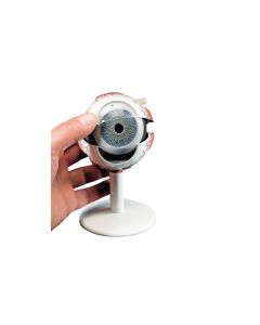 Human Eye Model