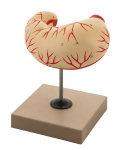 Human Stomach Model - Life Size