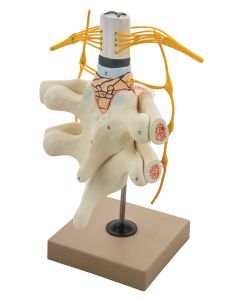 Spinal Cord and Nerves Model
