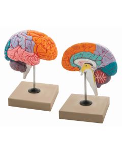 Lobes of Brain Model