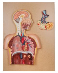 Respiratory System Model