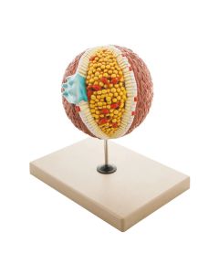 Cholesterol