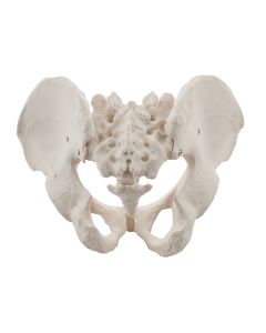 Male Pelvis Model