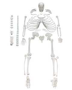 Disarticulated Human Skeleton - Life Size