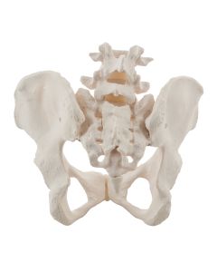Female Pelvis Model