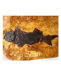 Large Fish Fossil Cast
