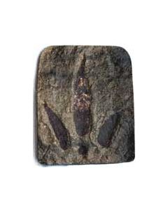 Dinosaur Footprint