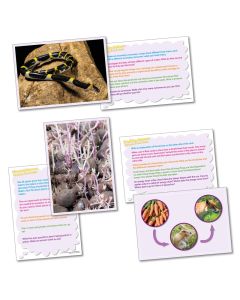 Thinking About - Life Cycles & Food Chains