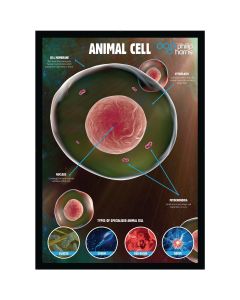 Animal Cells Poster