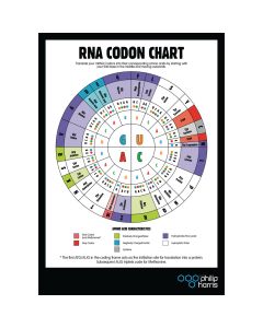 RNA Codon Poster
