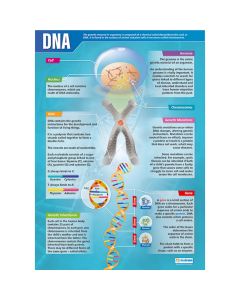 Dna Poster