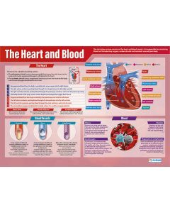 Heart And Blood Poster