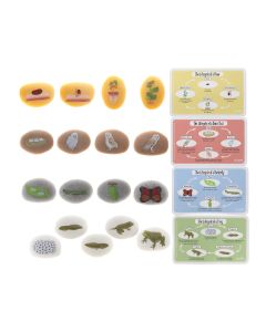 Discovery Stones - Life Cycles