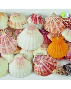 Shells