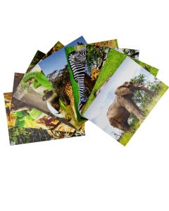 Natures Attire - Pack of 40