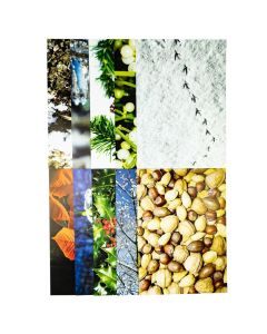 Natures Festivals - Pack of 40