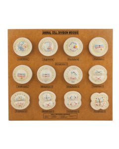 Animal Cell Model: Cel Division- Meiosis